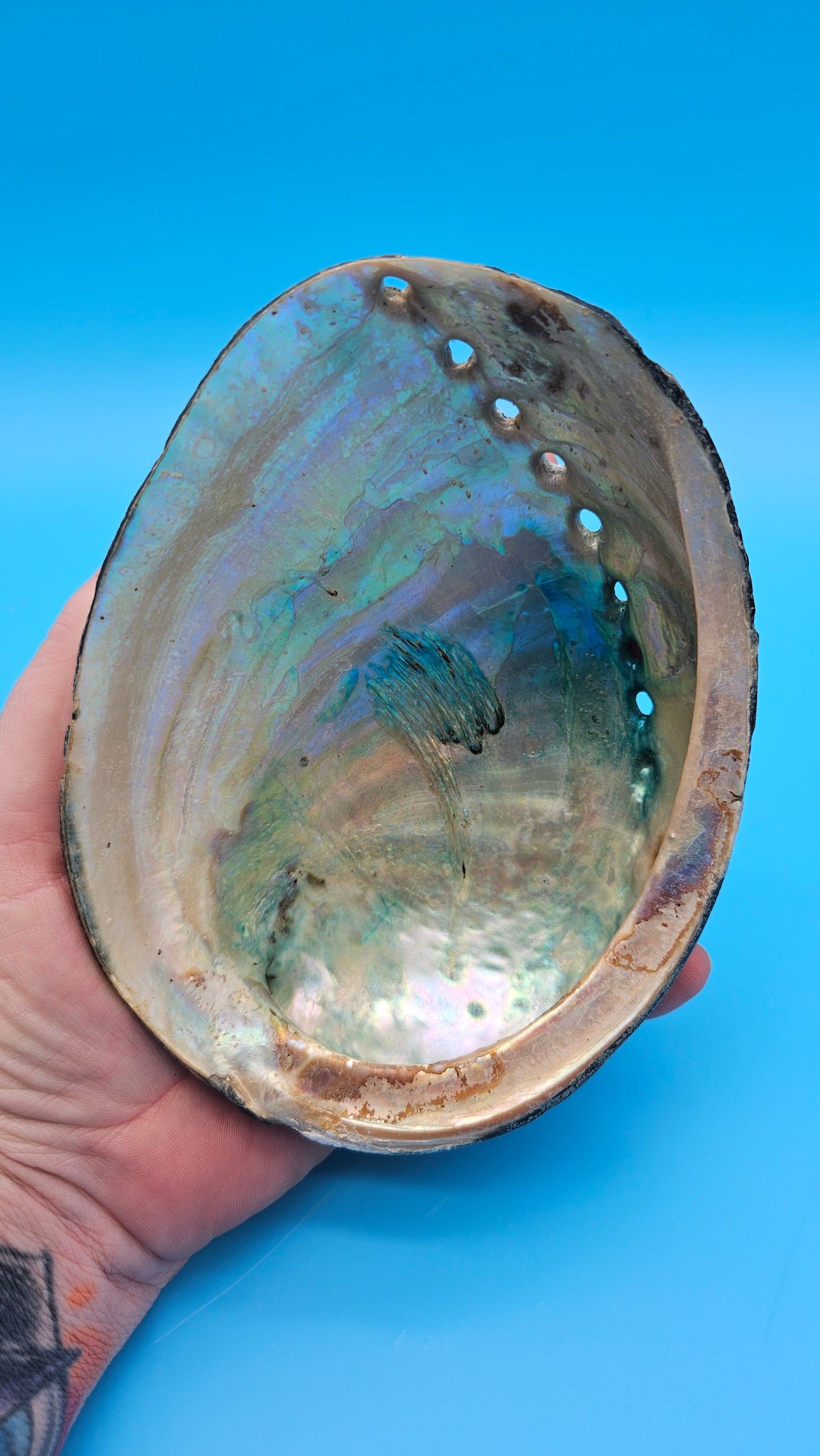 Black Abalone Shell Display – Haliotis cracherodii 5.5"