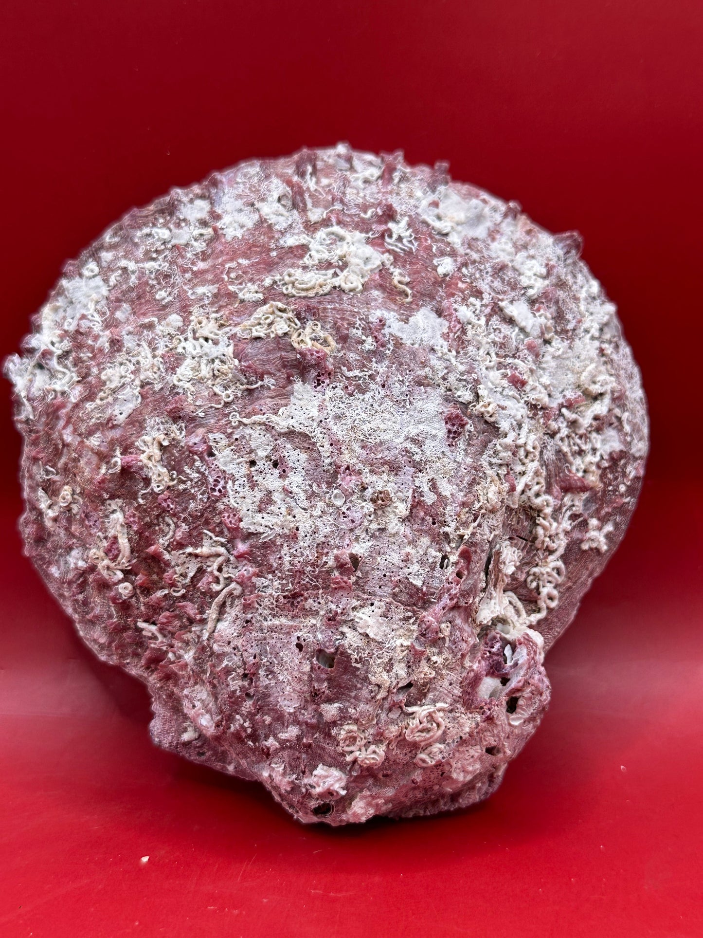 Purple Rock Scallop Shell 5" Display – Coastal Decor Spondylus limbatus