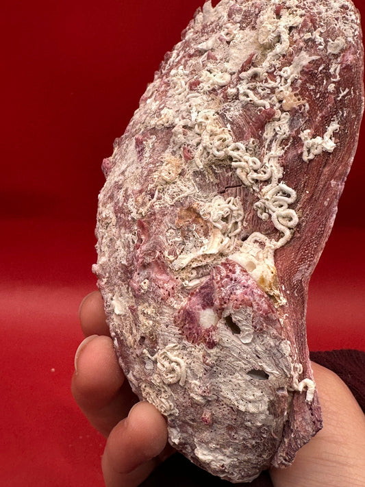 Purple Rock Scallop Shell 5" Display – Coastal Decor Spondylus limbatus