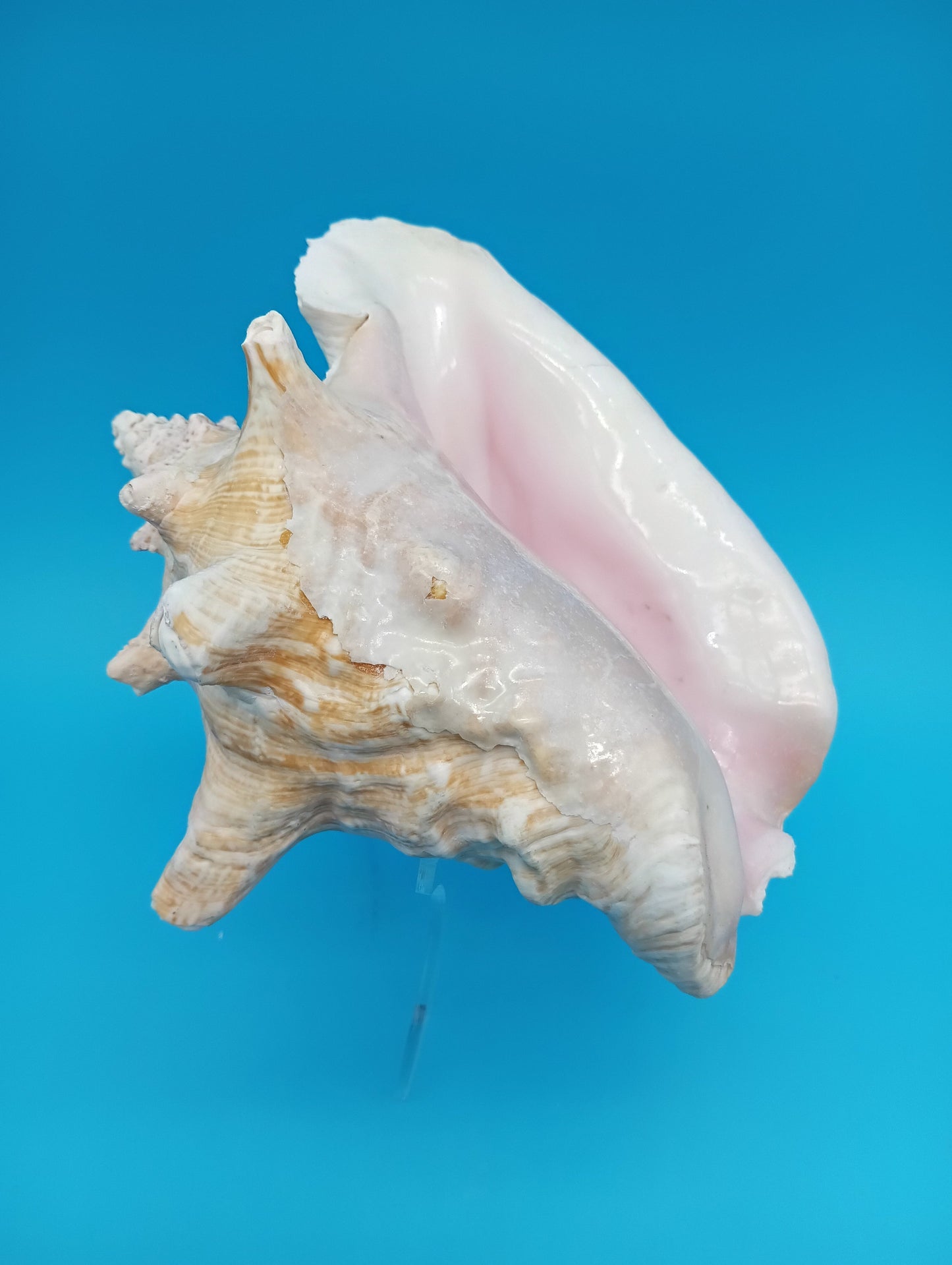 6.6" Pierced Queen Conch Display Shell – Strombus gigas