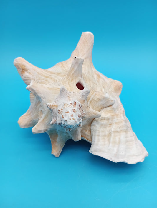 6.6" Pierced Queen Conch Display Shell – Strombus gigas
