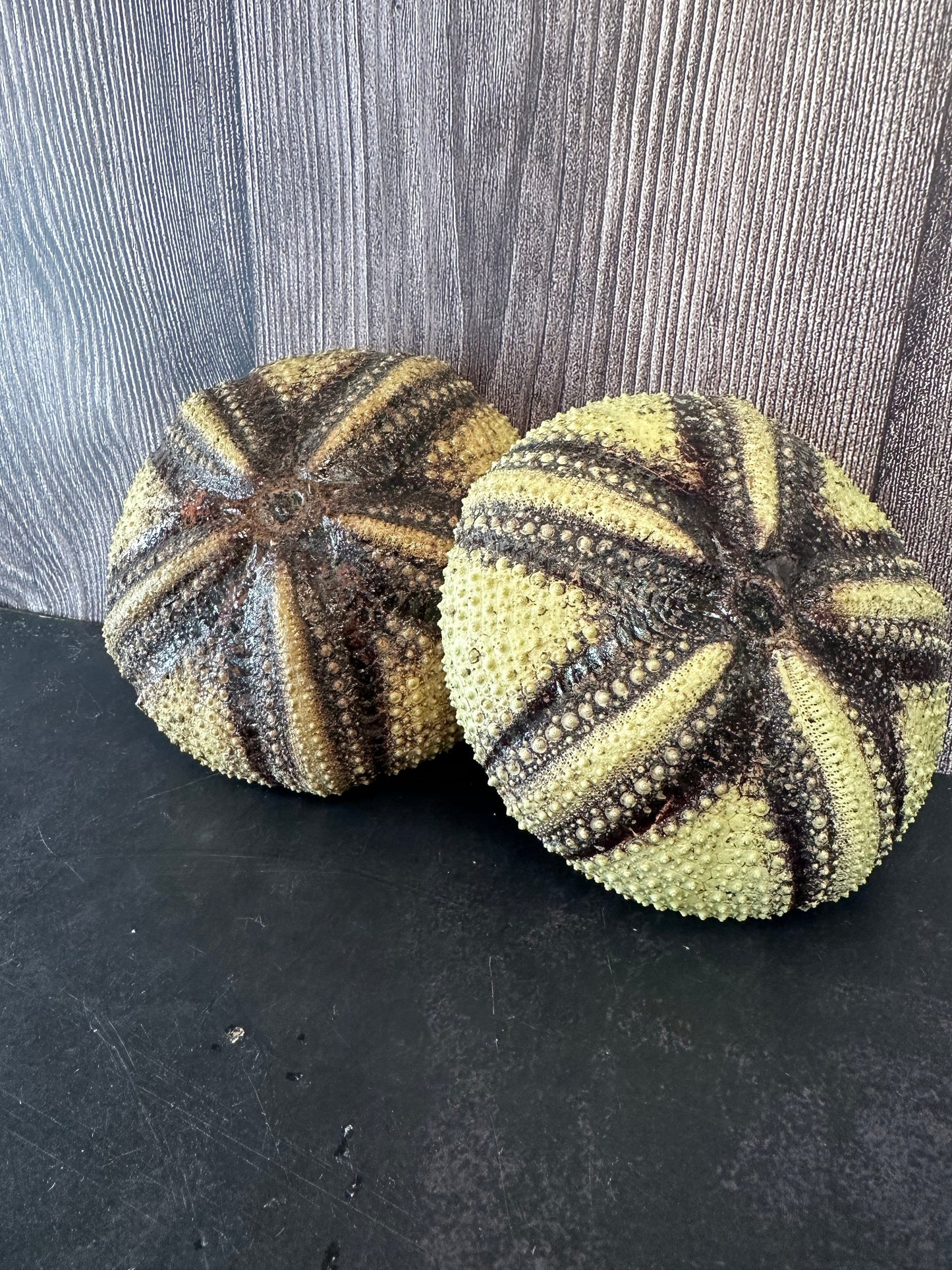 Radiata Sea Urchin Shell – Astropyga radiata
