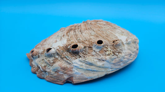 Large Red Abalone Shell – Iridescent Display Shell 8"