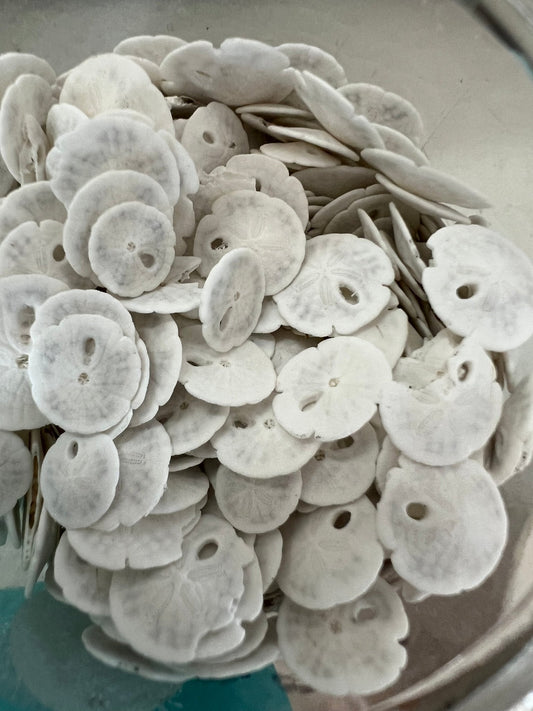 Loose White Sand Dollar (bleached)– Bulk Available Coastal Craft Shells