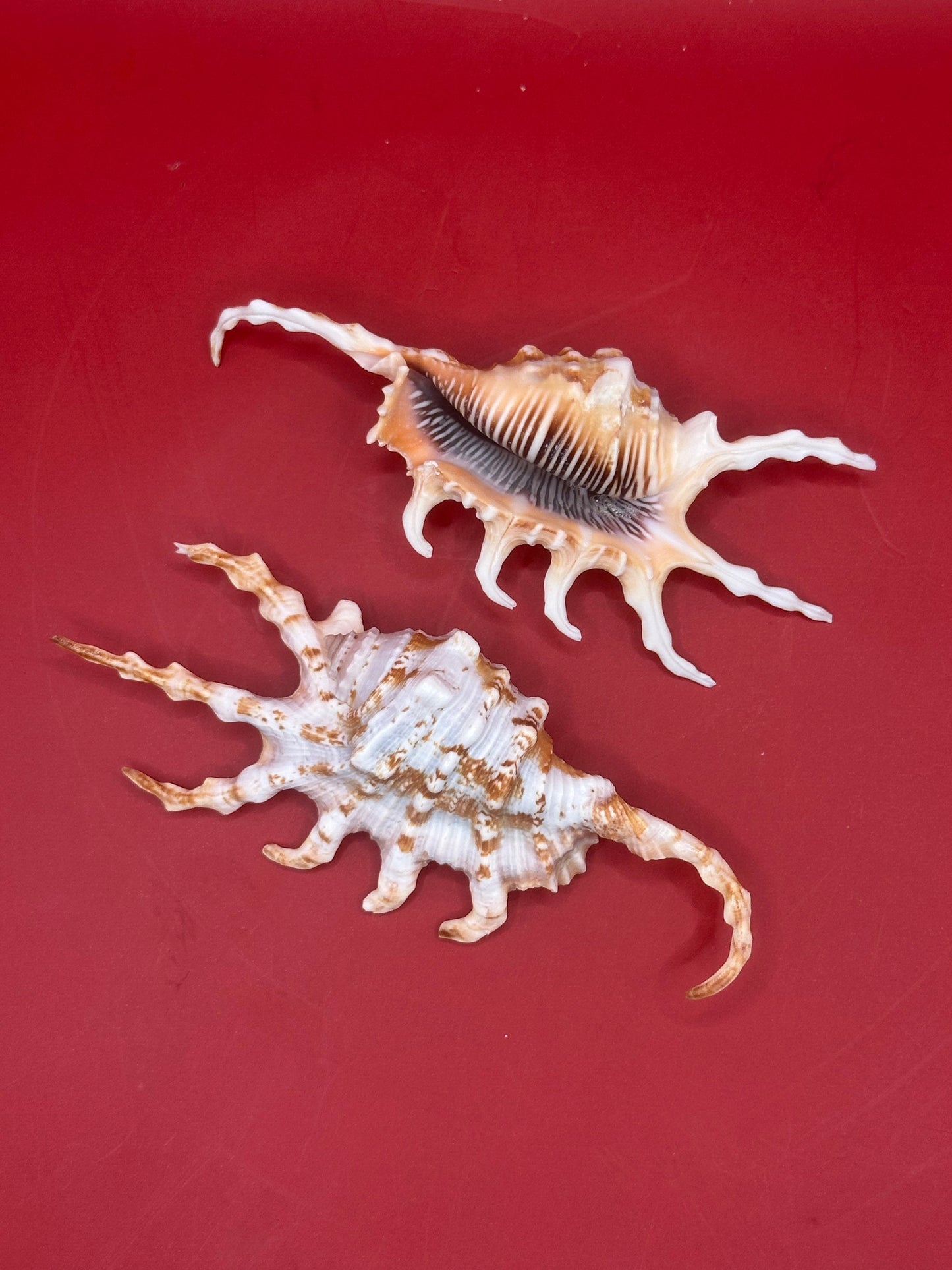 Pair of Scorpion Shells Display – Lambis scorpius 4.7" & 4.4"