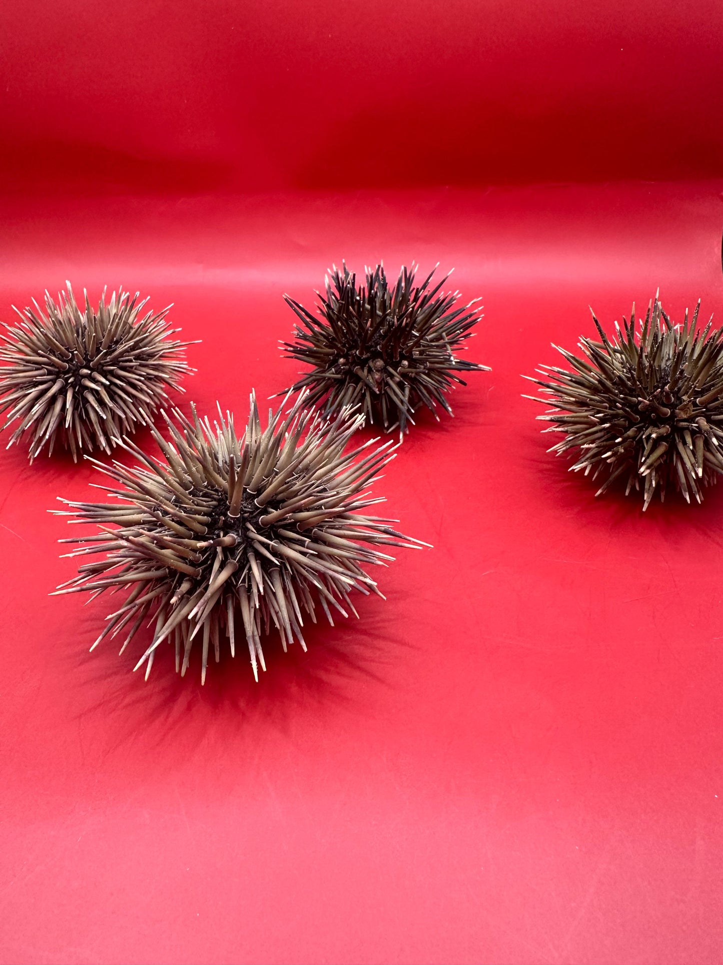 Pink Urchin with Spines 3"+ – Echinometra mathaei