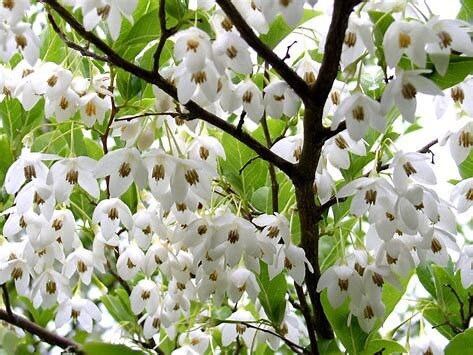 Fragrant Snowbell Tree Styrax obassia