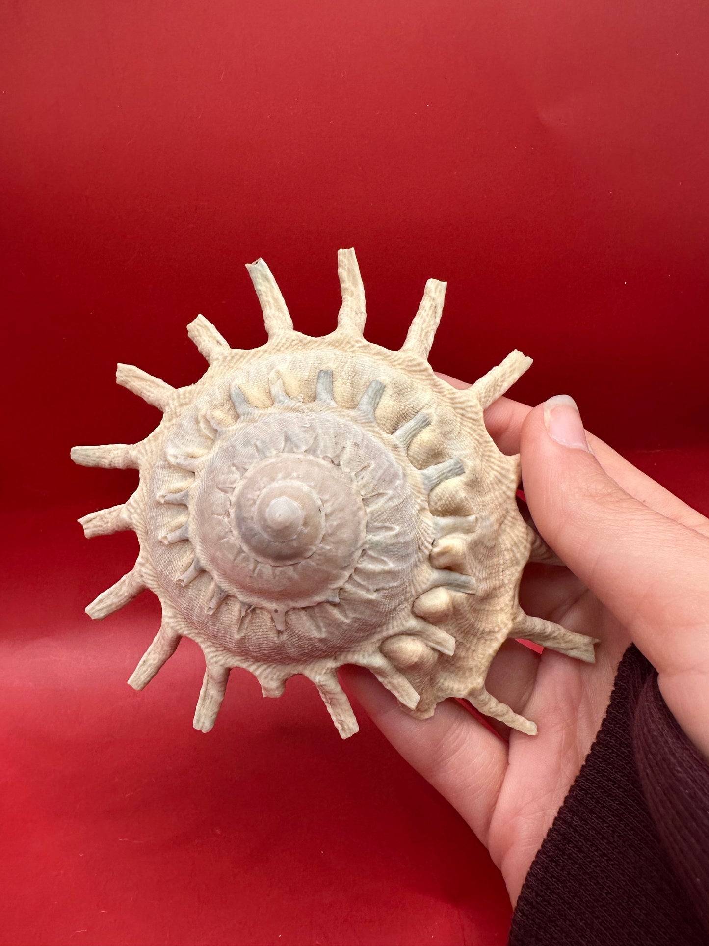 Sun Carrier Shell 4.5" Display – Coastal Decor Stellaria solarius Xenophora