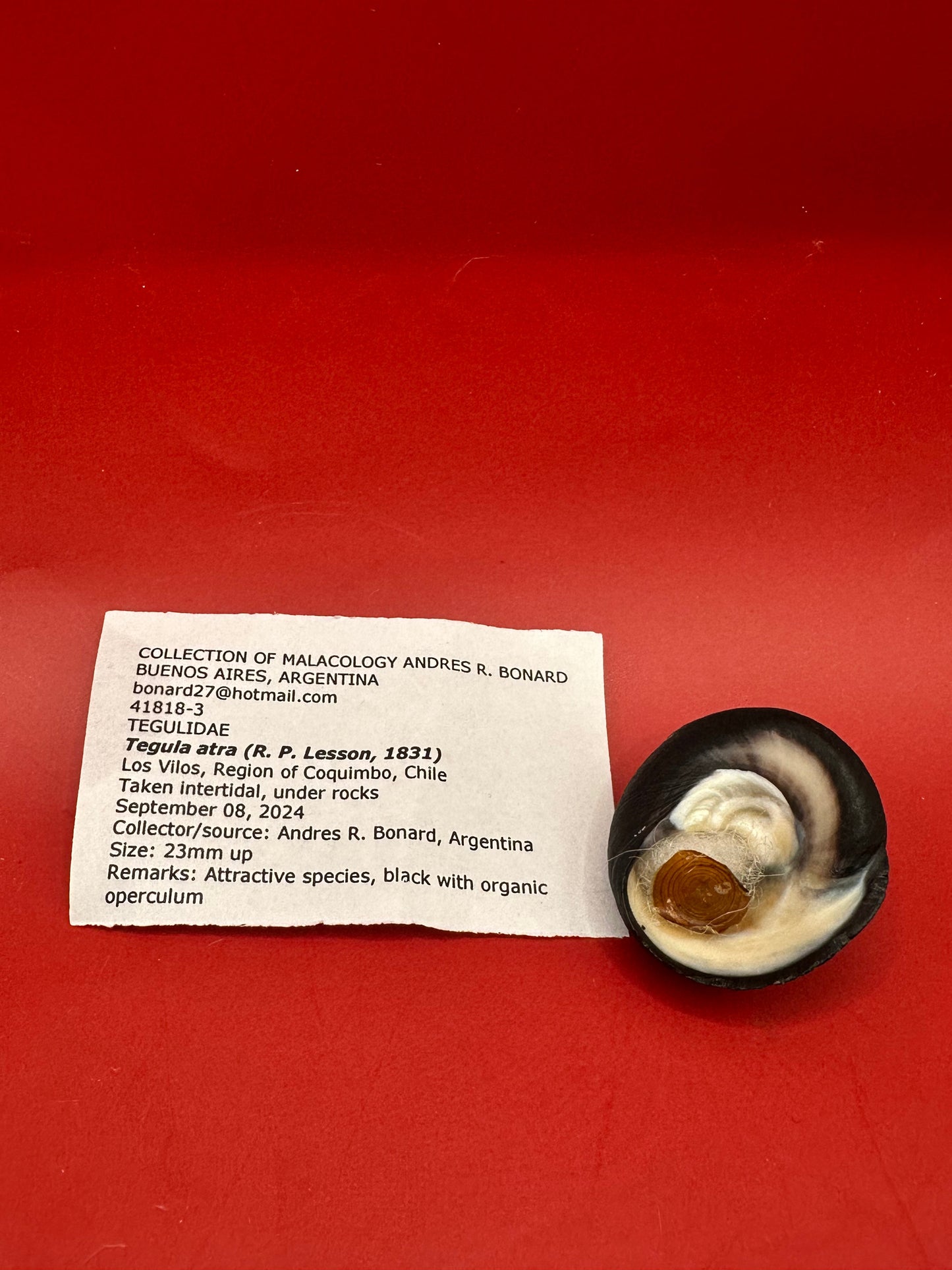 Tegula atra Display Shell with Operculum – Documented Specimen from Chile