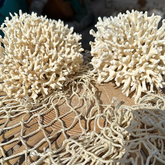 Vintage Birdsnest Coral Specimen - Coastal Home Decor (Asplenium nidus)