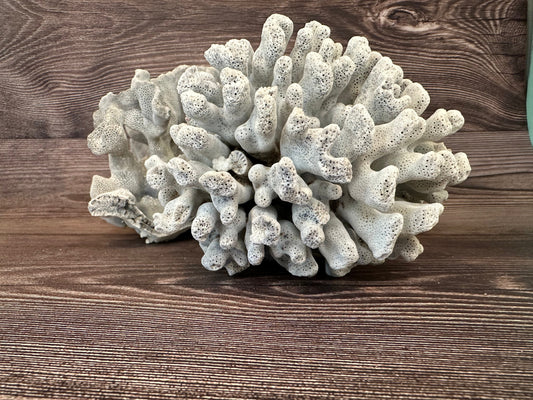 Vintage Blue Ridge Coral Specimen - Coastal Home Decor (Heliopora coerulea)