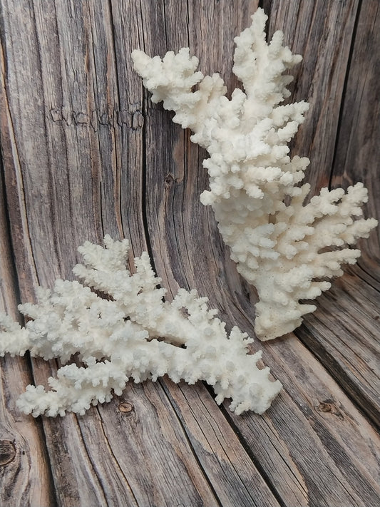 Vintage Branch Coral Specimen - Coastal Home Decor (Acropora florida)