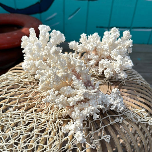 Vintage Brownstem Coral Specimen - Coastal Home Decor (Pocillopora verrucosa)