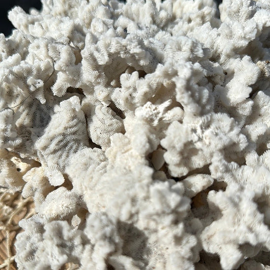 Vintage Merulina Coral Specimen - Coastal Home Decor (Merulina ampliata)