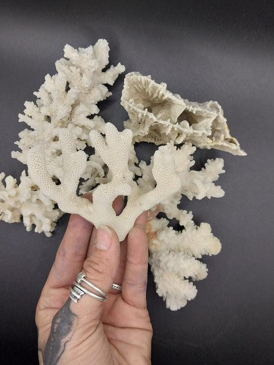 Vintage Mini White Coral Specimen - Coastal Home Decor (Assorted Species)