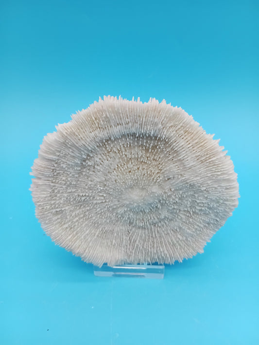 Vintage Mushroom Coral – Fungia Fungites – 3.7"