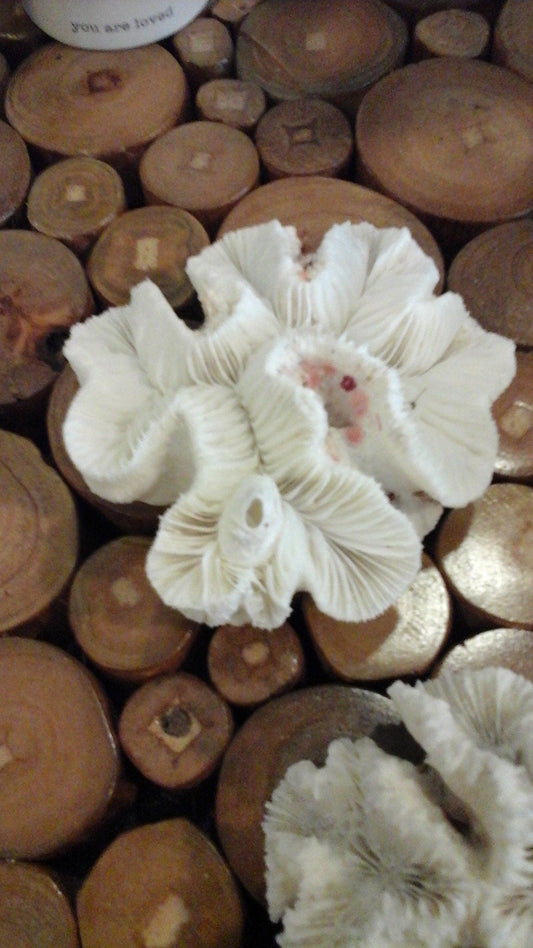 Vintage Open Brain Coral Specimen - Coastal Decorative Accent (Trachyphyllia geoffroyi)