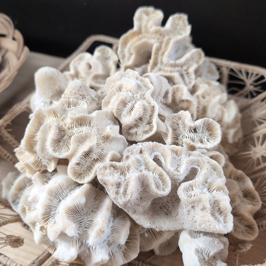 Vintage Rose Coral Specimen - Coastal Home Decor (Manicina areolata)