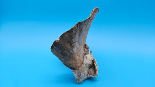 Vintage Cup Coral (Turbinaria reniformis) – 5.7"