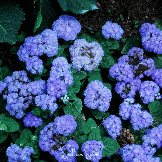 Blue Mink Dwarf Ageratum â 100 Seeds