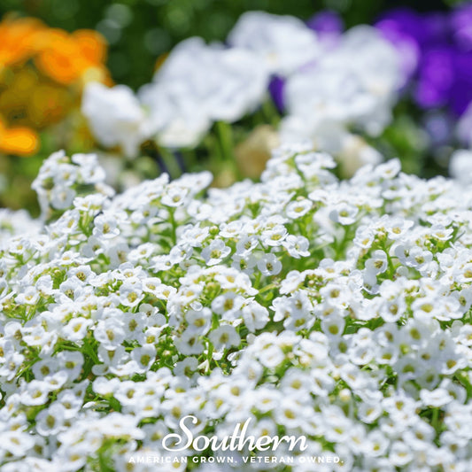 Carpet of Snow Sweet Alyssum – 250 Seeds