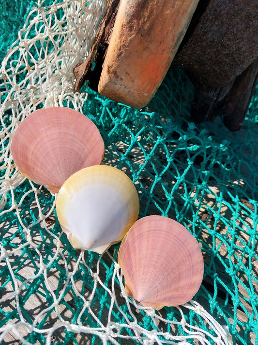 Edged Asian Moon/Sun Scallop Pairs
