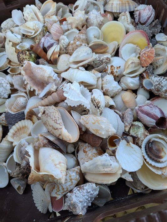 Assortment Mixed Shells Lot -Natural Seashell Mix
