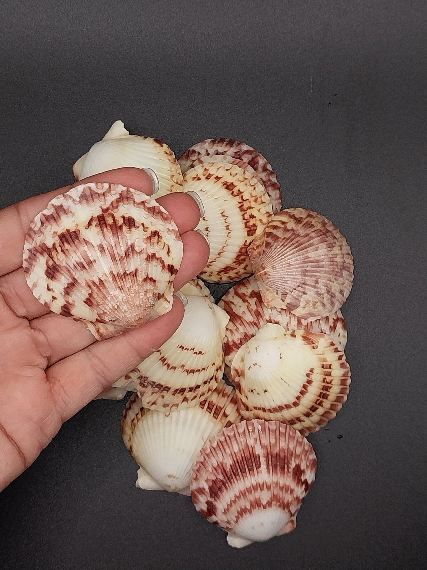 Atlantic Calico Scallop Shells (Argopectin Gibbus)