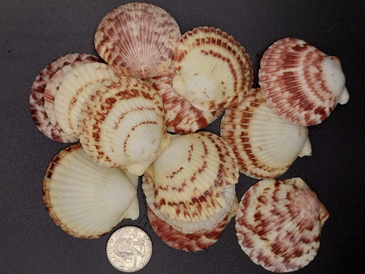 Atlantic Calico Scallop Shells (Argopectin Gibbus)