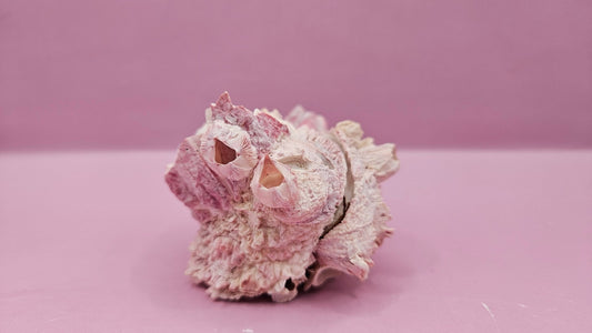 Barnacle with Yellow Jewel Box Shell – Gulf of Mexico (3.5"x3")