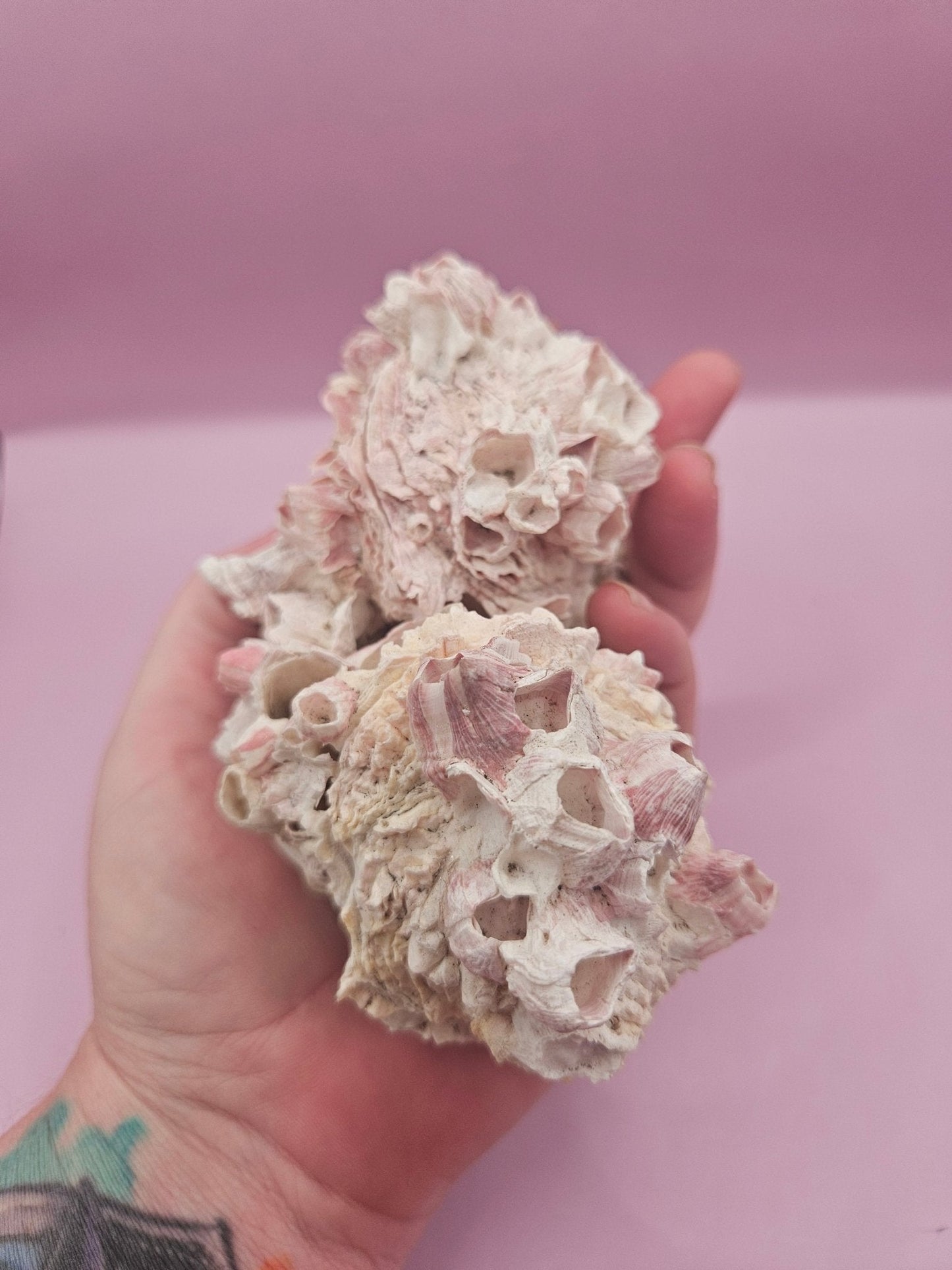 Barnacle with Yellow Jewel Box Shell – Gulf of Mexico (4.6"x3.2")