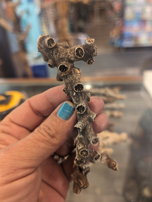 Vintage Black Octopus Coral branch pieces