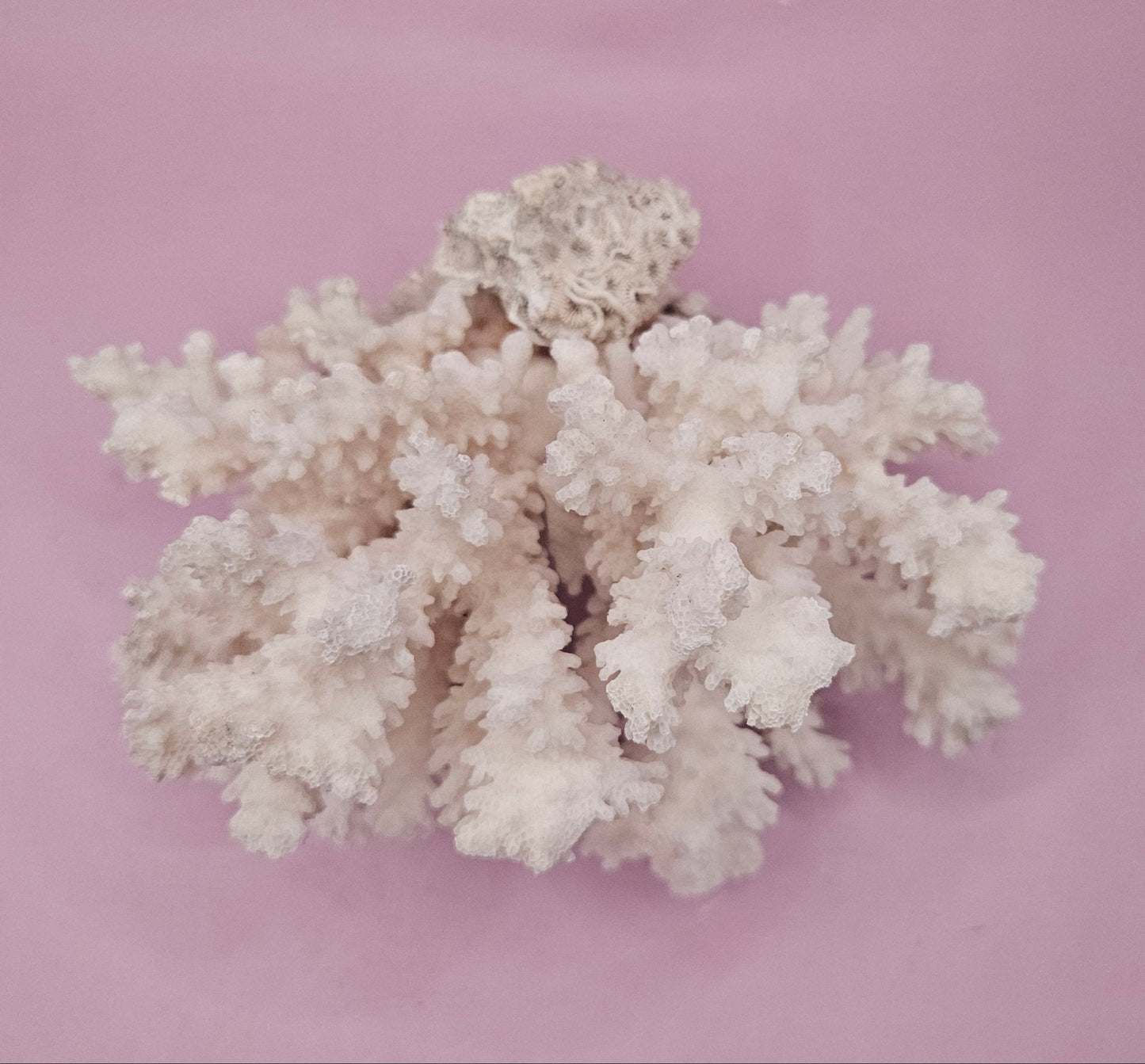 Brownstem Coral Attached to Brain Coral – Unique Natural Marine Display (6.5" x 4.2")