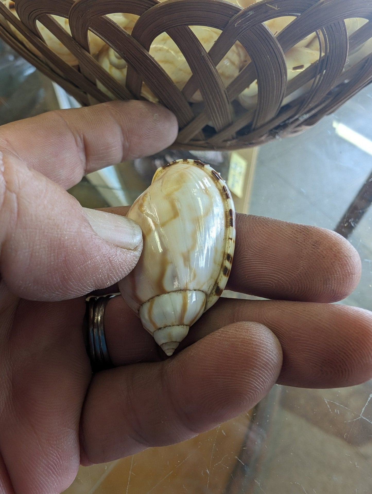 Casmaria Vibex Cassia Bonnet Shells