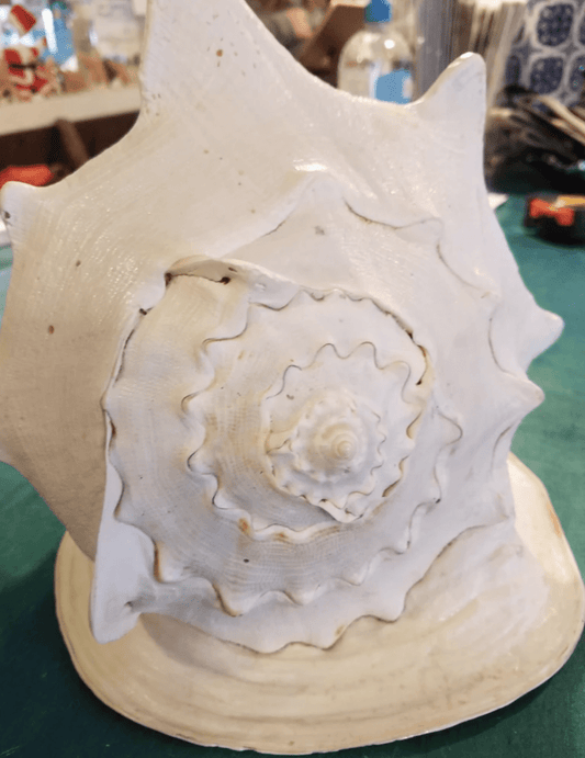 Large Yellow Helmet Display Shell – Cassis cornuta – Premium Coastal Home Decor Specimen