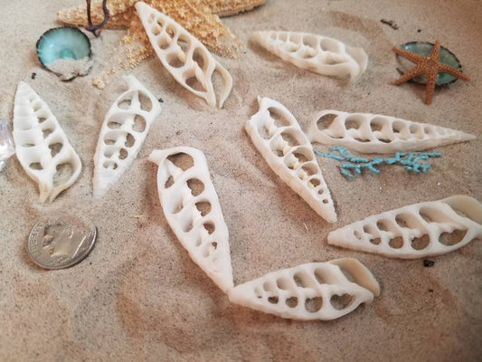 Center Sliced Cut Cerithium Vertagus Shell