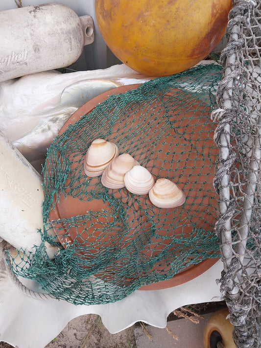 Chocolate Clam Shells