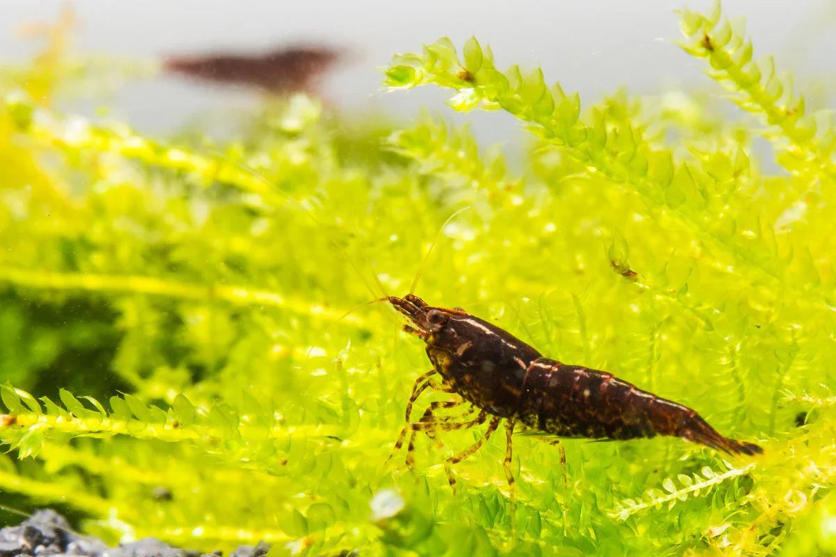 Chocolate Shrimp (Pack of 6)