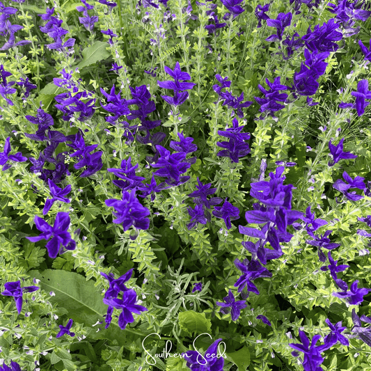 Blue Monday Clary Sage â 50 Seeds