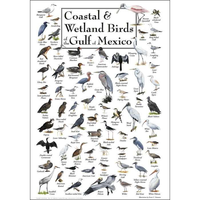 Coastal & Wetland Birds of the Gulf of Mexico Poster – 19" x 27"