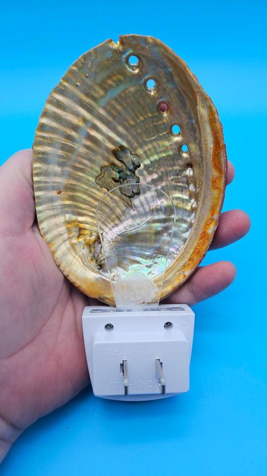 Green Abalone Shell LED Night Light – Premium Coastal Décor Accent