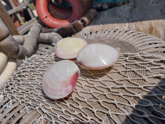 Polished Tiger Clam Pair - Codakia tigrina