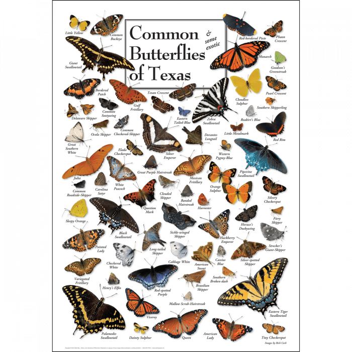 Common Butterflies of Texas Poster – 19″ x 27″