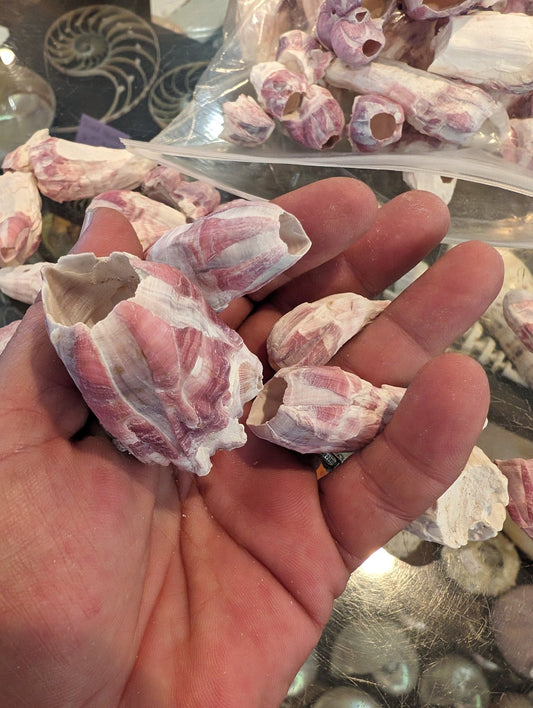 Crafting Barnacles – Gulf of America