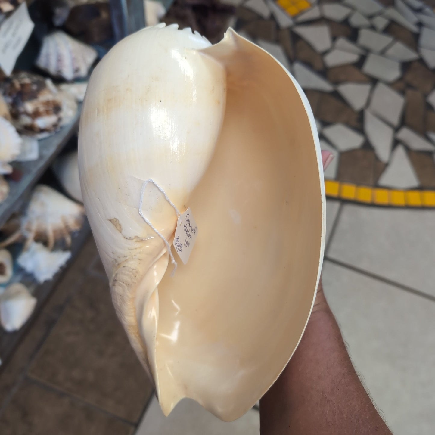 Crowned Baler Melon Shell VOLUTA DIADEMA