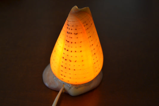 Spotted Orange Cone Sea Shell Table Lamp | Lighting | Kitchen + Metal
