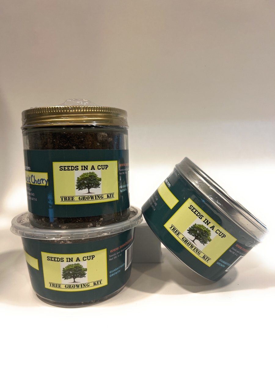 Dogwood Tree | Seed Starter Grow Kit | Seeds In A Cup®