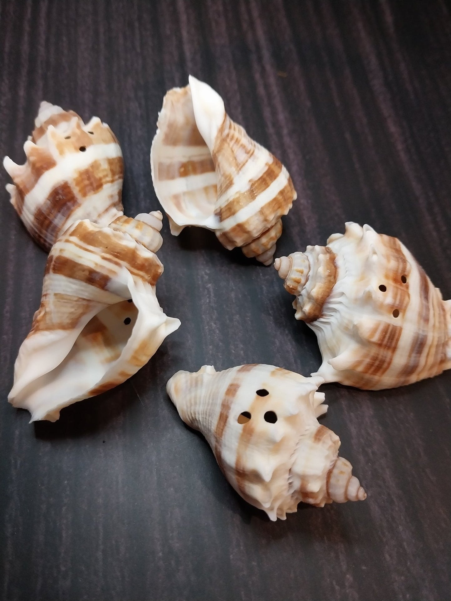 Drilled Florida Crown Conch (Melongena Corona)
