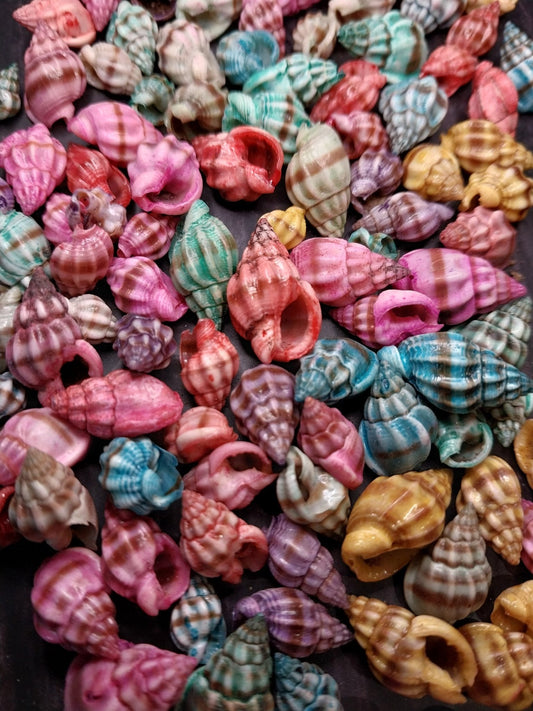 Bulk Dyed Nassarius Stolatus Shells – Colorful Spiral Craft Shells for DIY & Jewelry