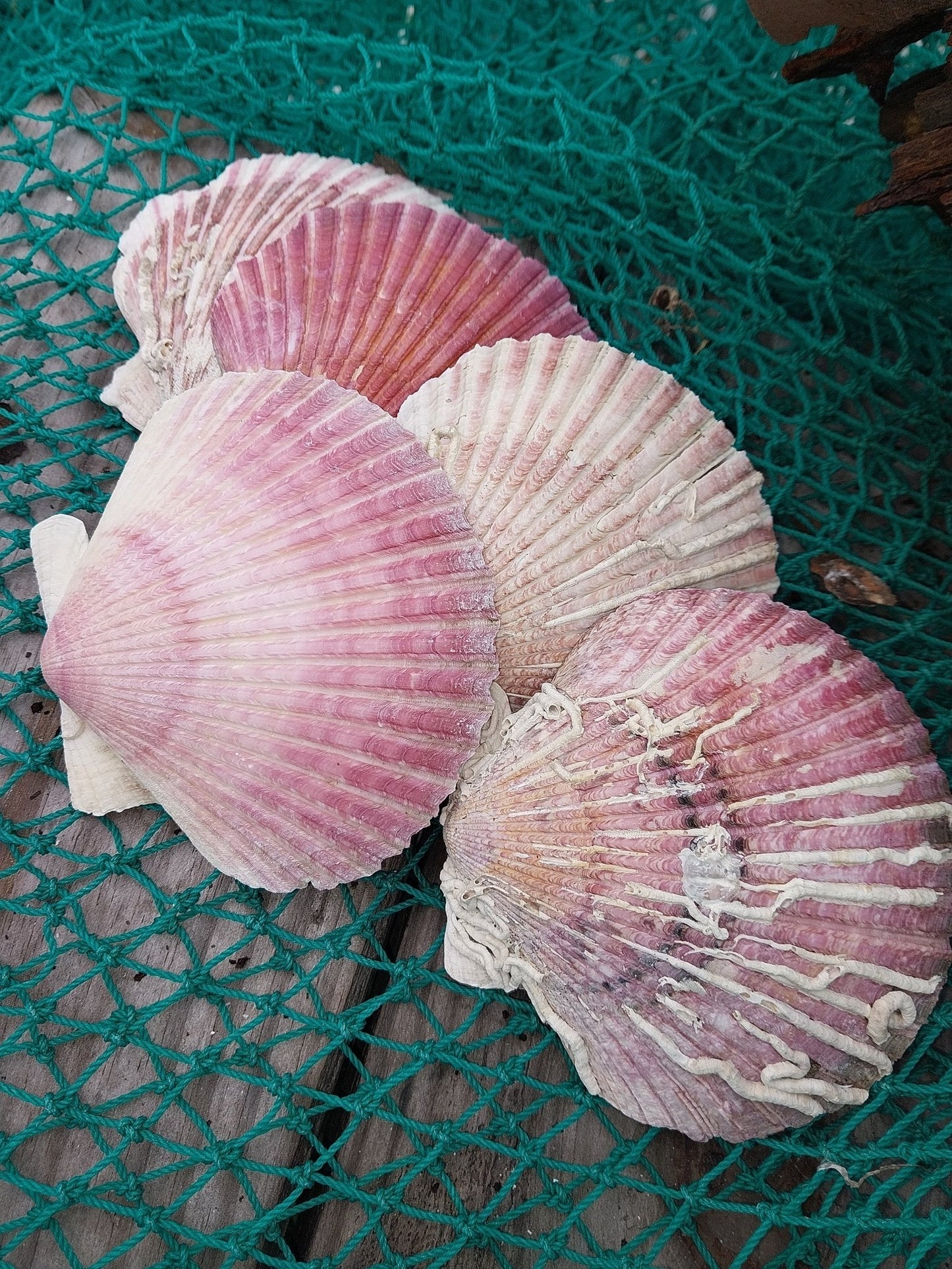 Purple Scallop - 4 Sizes & Bulk